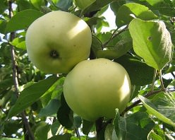 Яблоня сорта «Папировка» многим известна под названием «Налив белый»